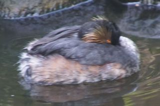 Podiceps nigricollis - Schwarzhalstaucher